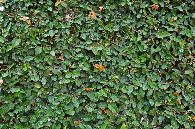 Ficus pumila en trepando por una pared