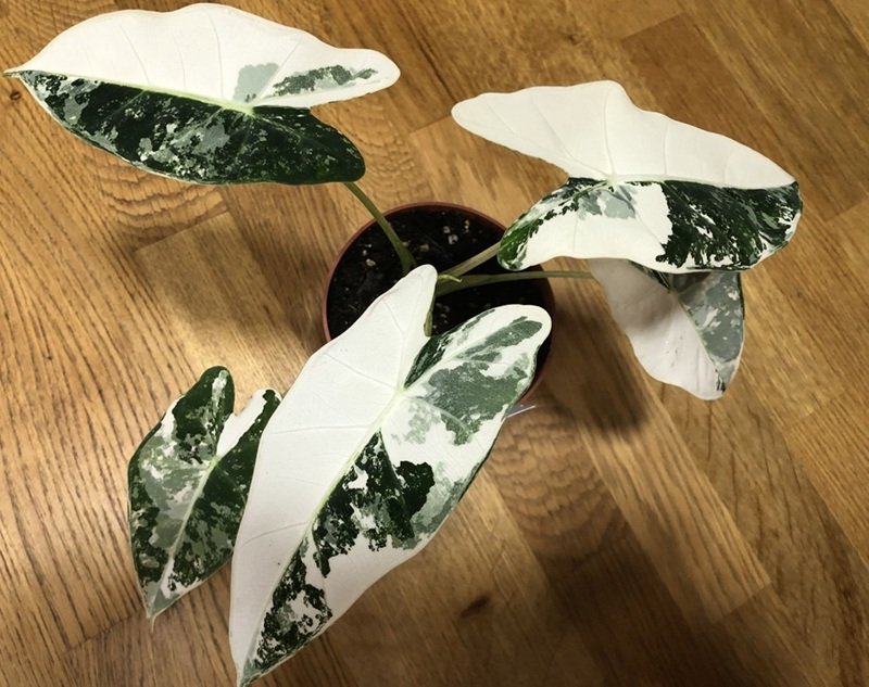 Alocasia frydek variegata