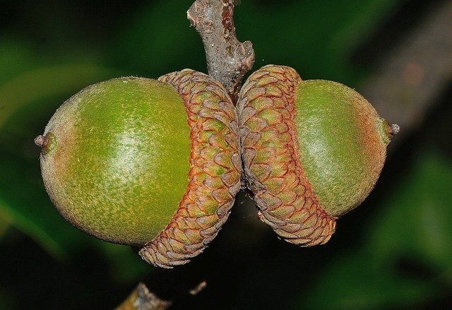 Bellotas de roble americano (Quercus rubra)