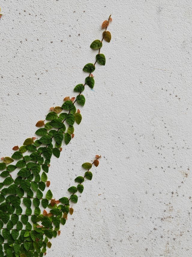 Ficus pumila trepando por una pared