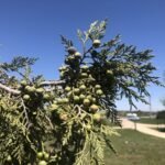 Frutos de sabina albar inmaduros en el árbol