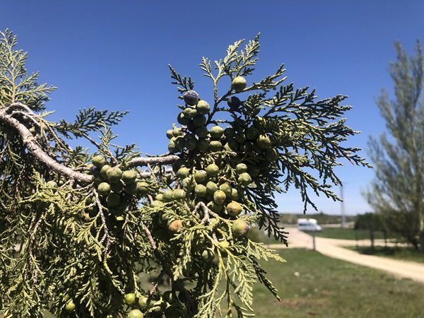 Frutos de sabina albar inmaduros en el árbol