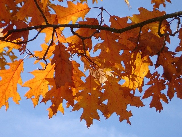 Hojas de roble americano (Quercus rubra) en otoño.