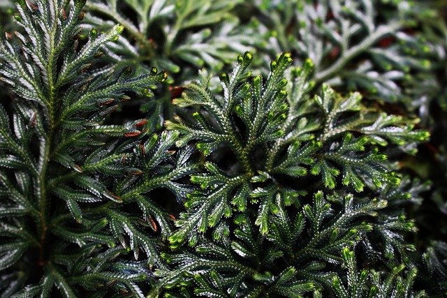 Selaginella kraussiana