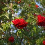 Frutos de serbal de cazadores (Sorbus aucuparia)