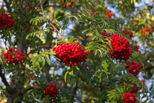 Frutos de serbal de cazadores (Sorbus aucuparia)