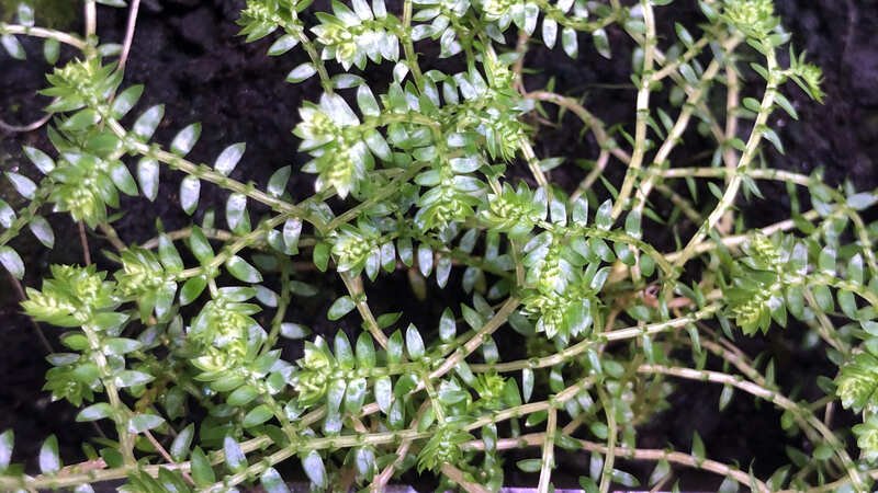 Selaginella Kraussiana