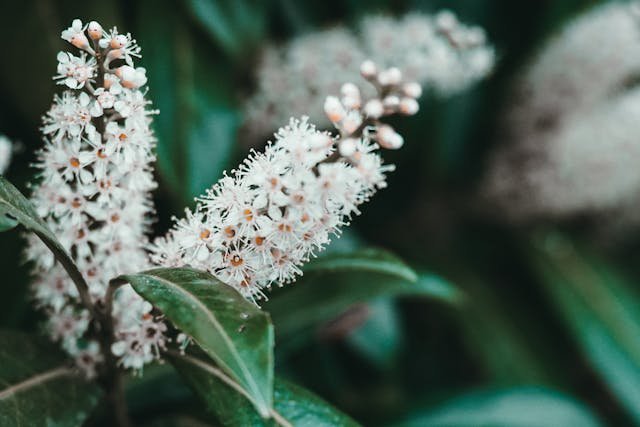 Floración del prunus lauroceraus