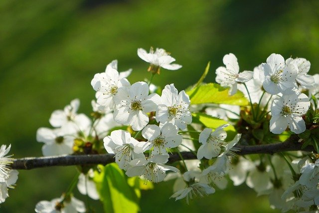 Floración del cerezo silvestre (Prunus avium)