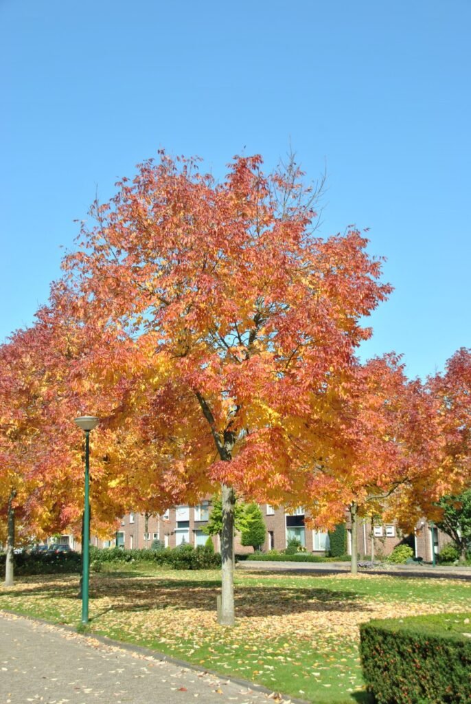 Fresno blanco, fraxinus-americana-var-microcarpa con coloración otoñal rojiza.