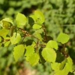 Hojas de álamo tembón o Populus tremula