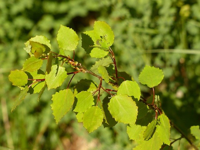 Hojas de álamo tembón o Populus tremula