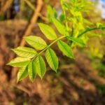 Hoja de fresno (Fraxinus angustifolia)