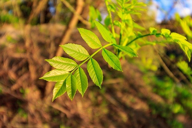 Hoja de fresno (Fraxinus angustifolia)