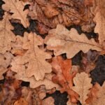 Hojas de Quercus pyrenaica o roble melojo