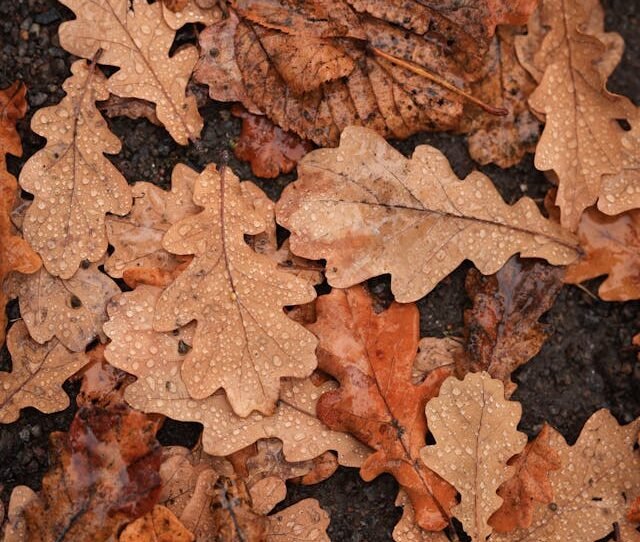 Hojas de Quercus pyrenaica o roble melojo