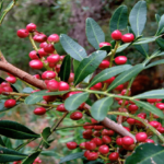 Lentisco (Pistacia lentiscus)