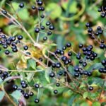 Aligustre (Ligustrum vulgare)