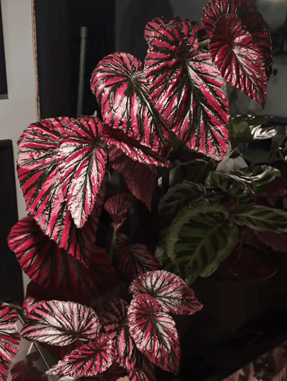 Begonia brevirimosa