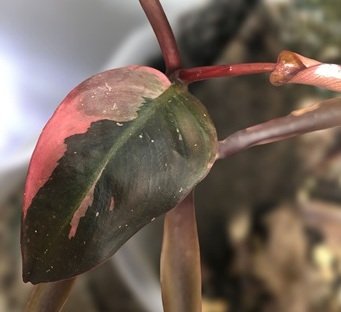 Hoja nueva de philodendron pink princess detalle