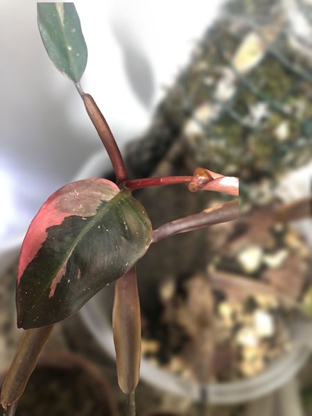 Hoja nueva de philodendron pink princess
