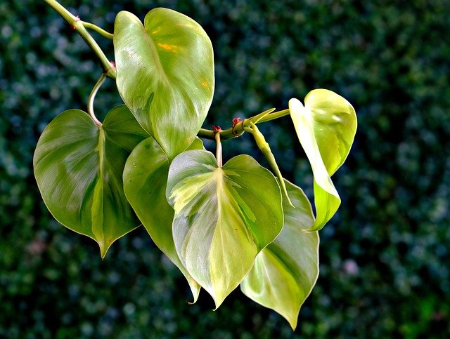 Philodendron scandens