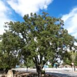 Porte de Quejigo (Quercus faginea)