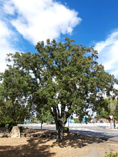 Porte de Quejigo (Quercus faginea)