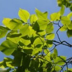 Ulmus laevis (Olmo blanco europeo)