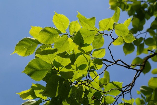 Ulmus laevis (Olmo blanco europeo)