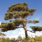 Pinus sylvestris (Pino silvestre) aislado.