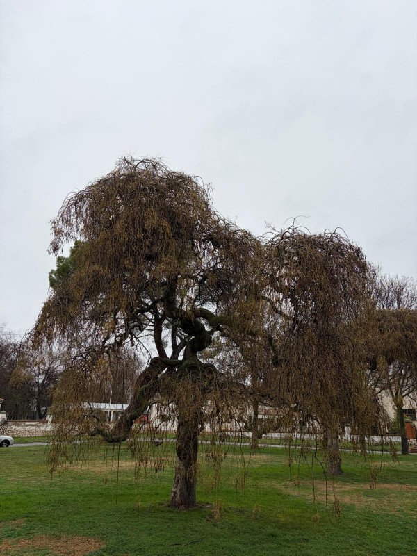 Sophora japonica pendula